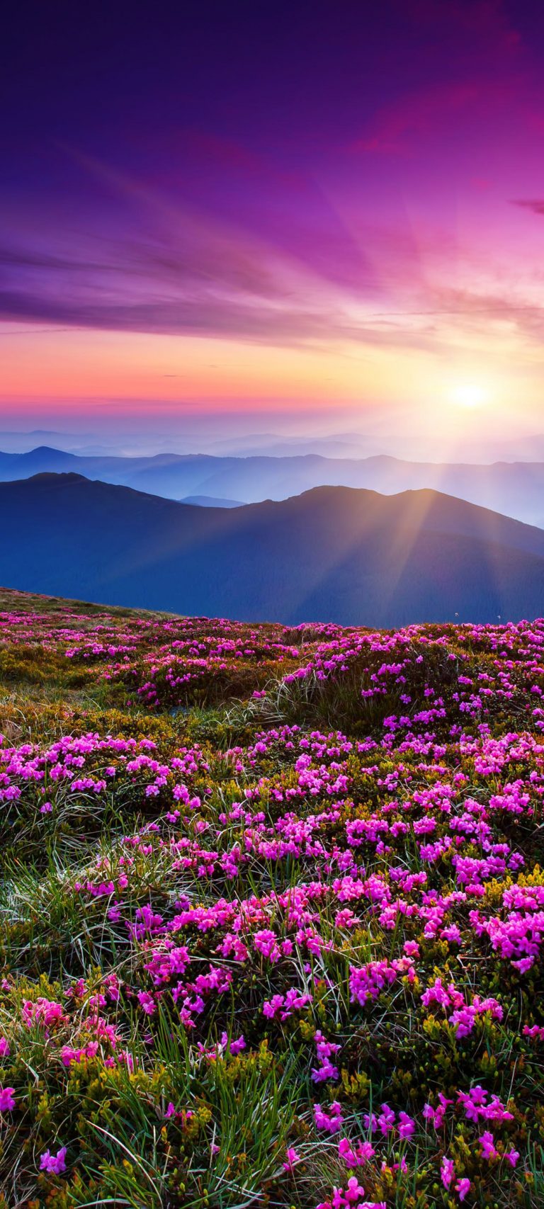 山 鲜花 日出 太阳 风景手机壁纸