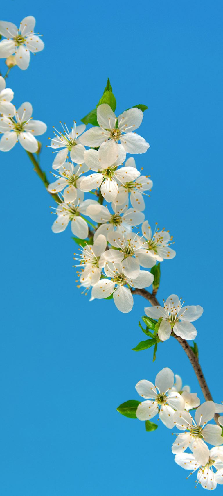 天空白色樱花手机壁纸